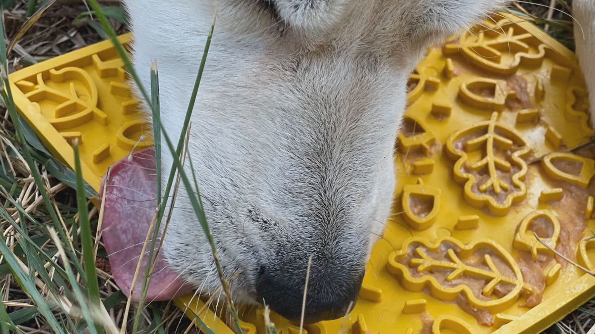 Dog licking a SodaPup Autumn eMat enrichment lick mat