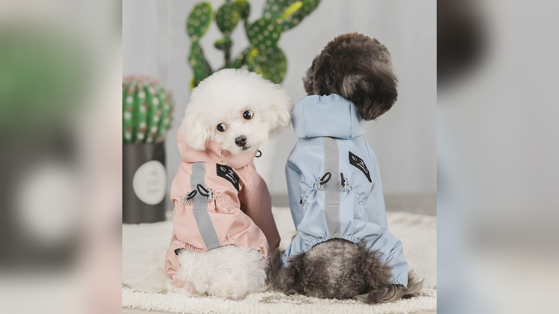 Dog wearing full-coverage hooded waterproof raincoat