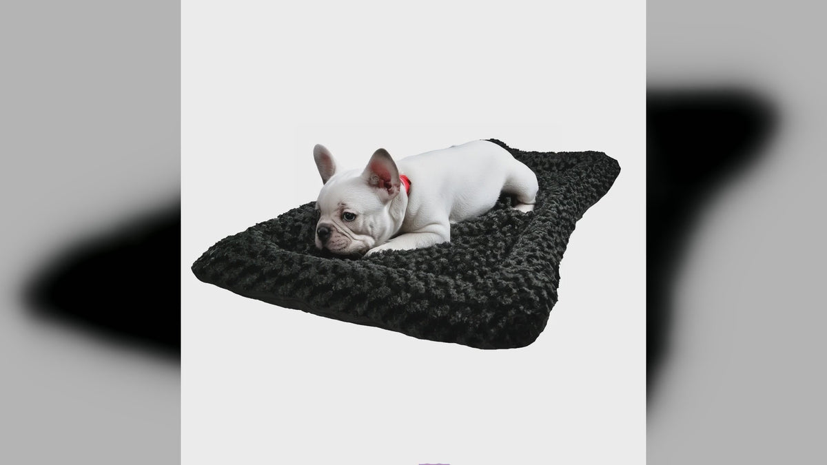 A dog resting on an American Dog Furvana Cloud bolstered bed