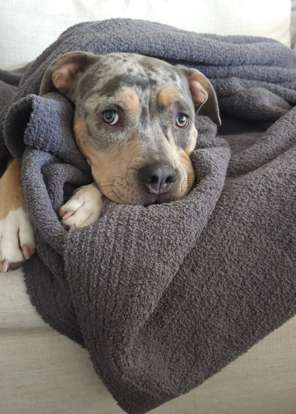 The Moose Nest Nest Throw Blanket, Oversized 75x52